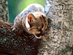 A Watchful Eye, Cougar